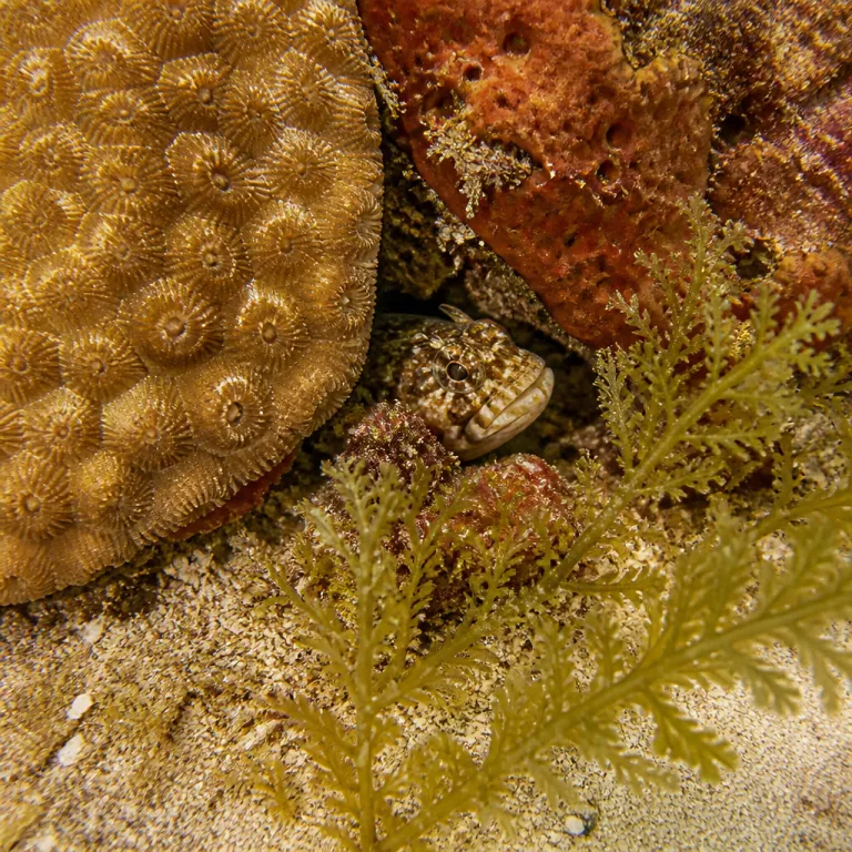 Diving Cabo Pulmo: Inside the Living Reef the Sea of Cortez Brought Back
